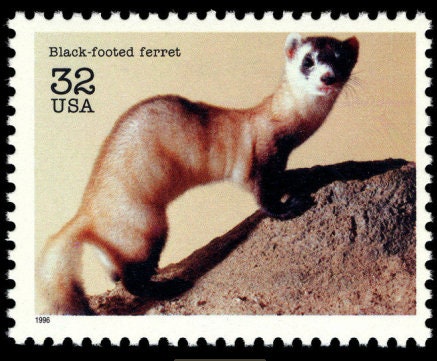 Five (5) vintage unused postage stamps - Black-footed ferret (endangered species) // 32 cent stamps // Face value 1.60