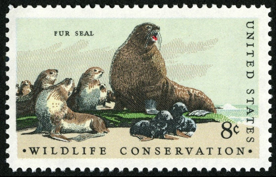 Five (5) vintage unused postage stamps - Fur seal, wildlife conservation // 8 cent stamps // Face value 0.40