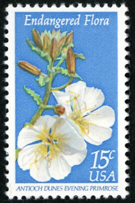 Five (5) vintage unused postage stamps - Endangered flora: Antioch Dunes Evening Primrose // 15 cent stamps // face value 0.75