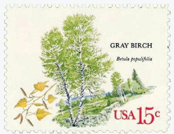 Five (5) vintage unused postage stamps - Trees: gray birch // 15 cent stamps // Face value 0.75