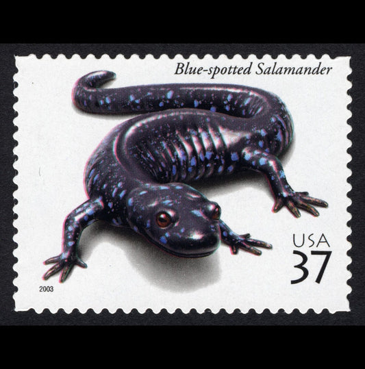 Five (5) unused US postage stamps - Amphibians and Reptiles: Blue-spotted Salamander// 37 cent stamps // face value 1.85