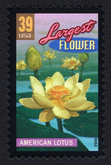 Five (5) unused postage stamps - Wonders of America: largest flower, American lotus // 39 cent stamps // Face value 1.95