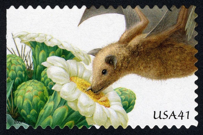 One (1) unused postage stamps - Pollination: Saguaro and Lesser Longnosed Bat // 41 cent stamp