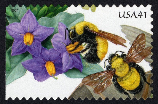 One (1) unused postage stamps - Pollination: Purple Nightshade and Morrison's Bumblebee // 41 cent stamp